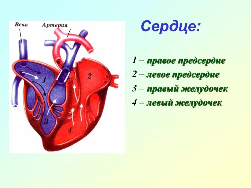 Сердце человека желудочки и предсердия. Строение правого предсердия сердца. Строение сердца желудочки предсердия. Сердце правое предсердие левое предсердие желудочек. Правый желудочек отделен от правого предсердия