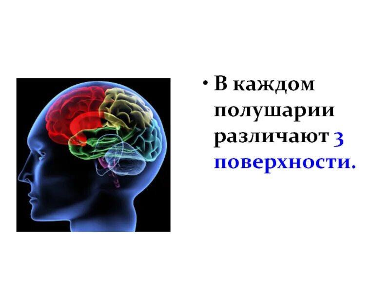 В каждом полушарии долей. В каждом полушарии различают поверхности. В мозге различают 3 полушария поверхности. В каждом полушарии выделяют три поверхности. Фон для презентации мозг.