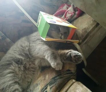 Коту тимофею не меньше десяти лет