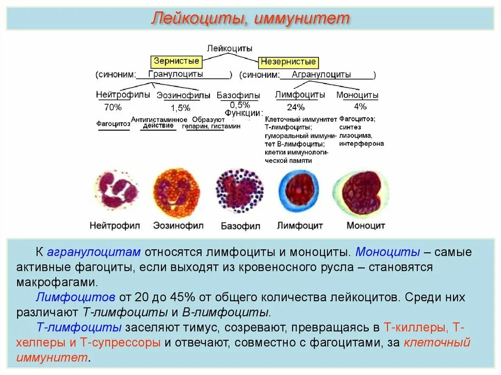 Строение лейкоцитов схема. Лейкоцитарная формула функции лейкоцитов таблица. Функции лейкоцитов 8 класс биология. Лейкоциты функции место образования. Культивирование лимфоцитов периферической крови