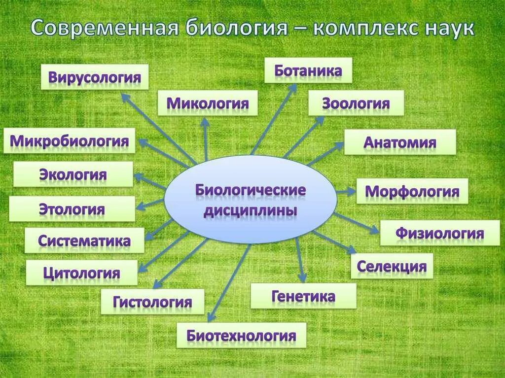 Области биологической науки 5 класс впр знаниями. Биология как наука. Биологические дисциплины. Биологические науки. Разделы современной би.