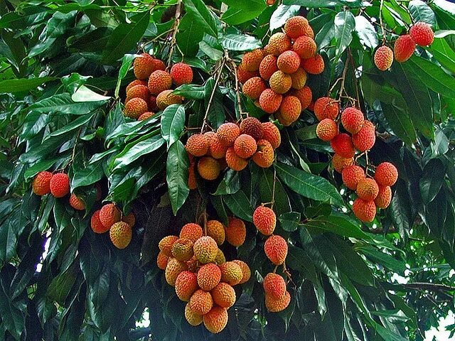 Личи ягода дерево. Личи куст. Личи где и как растет выглядит дерево. Личи где и как растет выглядит дерево. Личи где и как растет выглядит дерево.