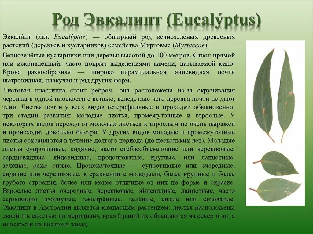 Листья малины роды. Роды листвы. Роды листвы. Роды листвы. Формы листьев эвкалипта.