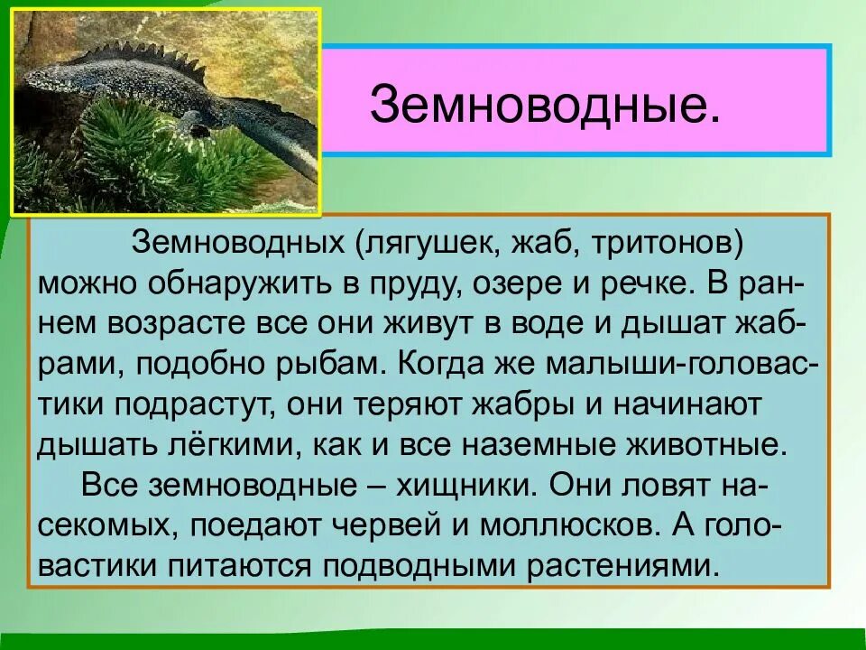 Земноводные животные 2 класс окружающий мир. Земноводные 2 класс окружающий мир сообщение. Земноводные 2 класс окружающий мир. Земноводные это 3 класс
