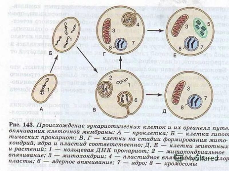 Какие гипотезы происхождения эукариотической клетки