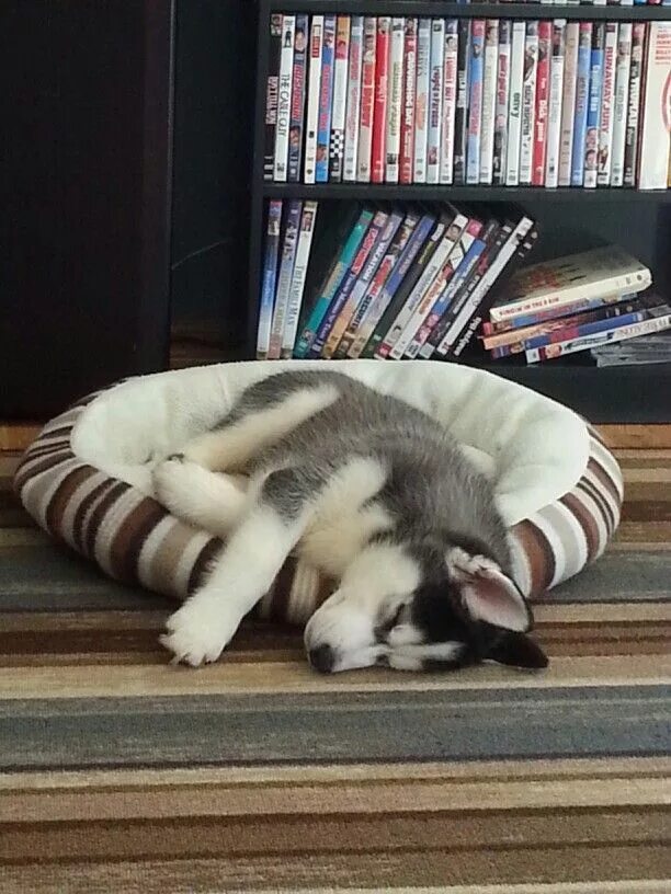 2 хаски. Маламут эстетика. 2 хаски. Хаски спала. Хаски уснул.