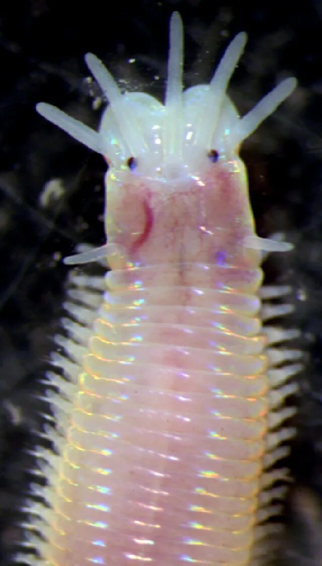 Тихоокеанский палоло размножение. Кольчатые черви палоло. Морской червь палоло. Кольчатые черви палоло. Кольчатые черви палоло.