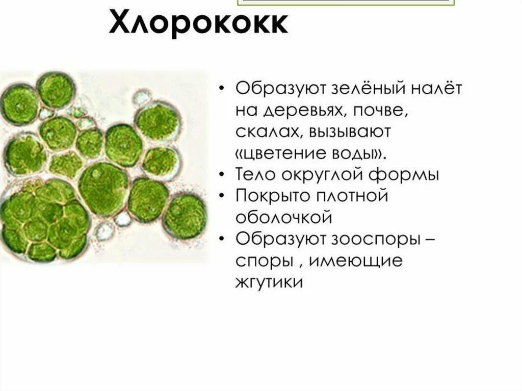 Хлорелла к какой группе относится водорослей. Хлорелла и хлорококк. хлорококк водоросль. одноклеточные водоросли хлорококк. хлорококк водоросль строение.