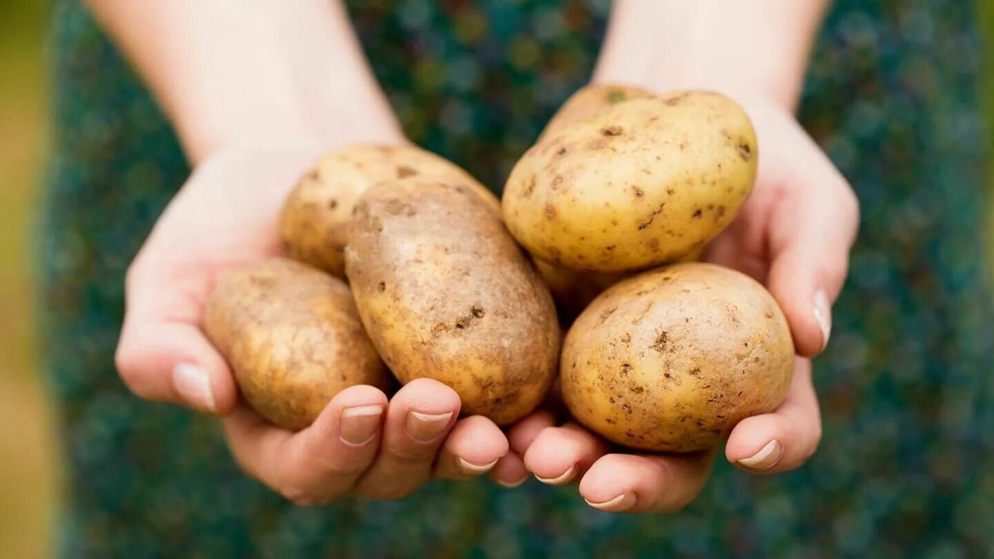 Кожура молодого картофеля. Картофель. Картофель в руках. Картофель Эстетика. Красивые клубни картофеля.