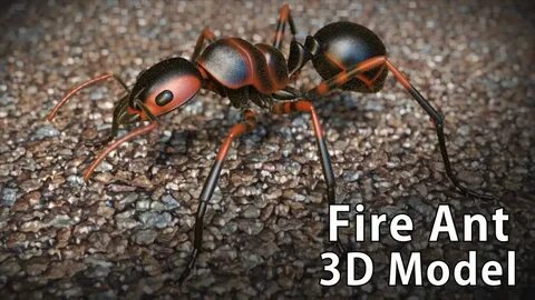 Ant 3