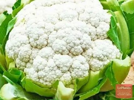 Цветная капуста сорт гарантия