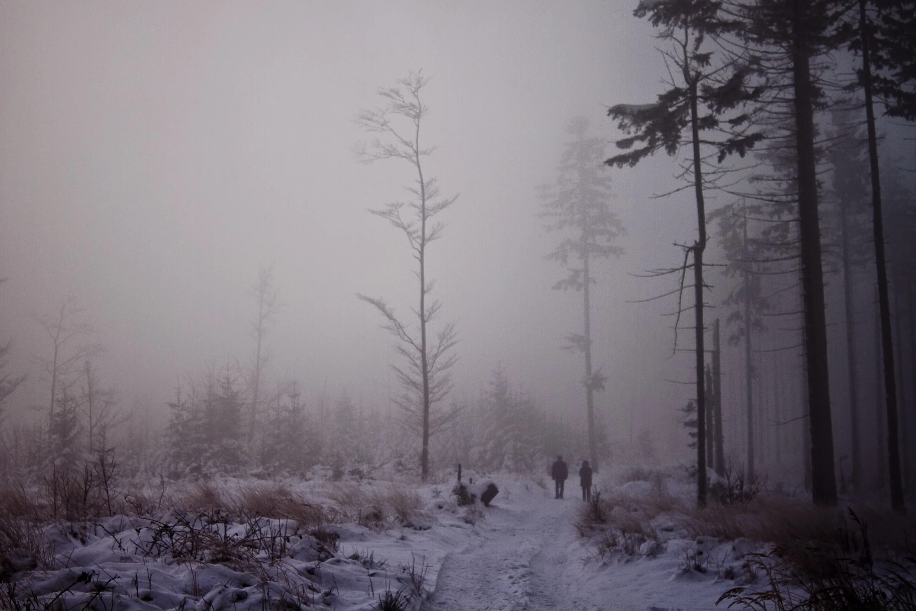 Зимний лес в тумане. Мрачный зимний пейзаж. Зимняя Тайга в тумане. Мрачный зимний лес. Сугроб сугробы туман