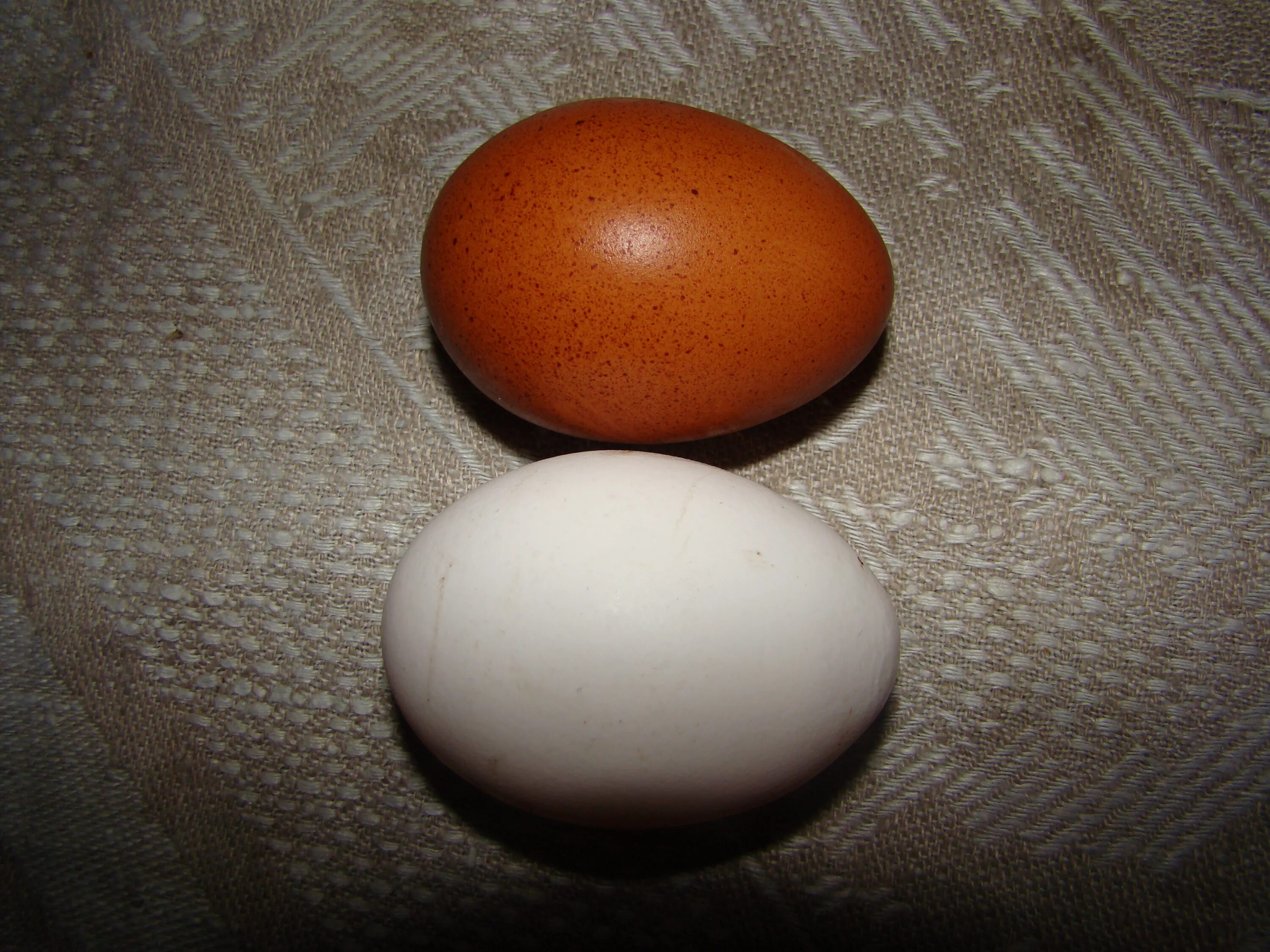 Белые куры несут белые яйца. Яйца породы Маран. Маран порода кур яйцо. Куры породы Маран яйца. Курица Маран цвет яиц.