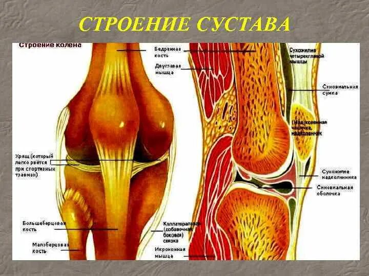 Костная структура коленного сустава. Строение коленного сустава вид спереди.