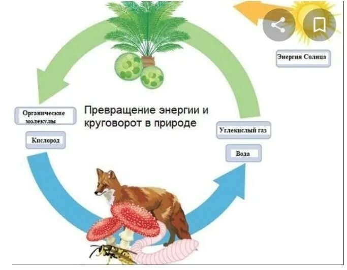 Схема биологического круговорота веществ и превращения энергии. Схема биологического круговорота веществ. Круговорот веществ и энергии биология 5 класс. Круговорот веществ и энергии в природе схема. Роль лисы в биологическом круговороте