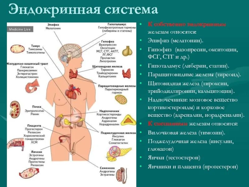 Гипофиз относятся к железам. Тироксин железа внутренней секреции. Чакры и эндокринная система человека. Органы эндокринной системы поджелудочная железа. Эндокринные железы гипоталамус.