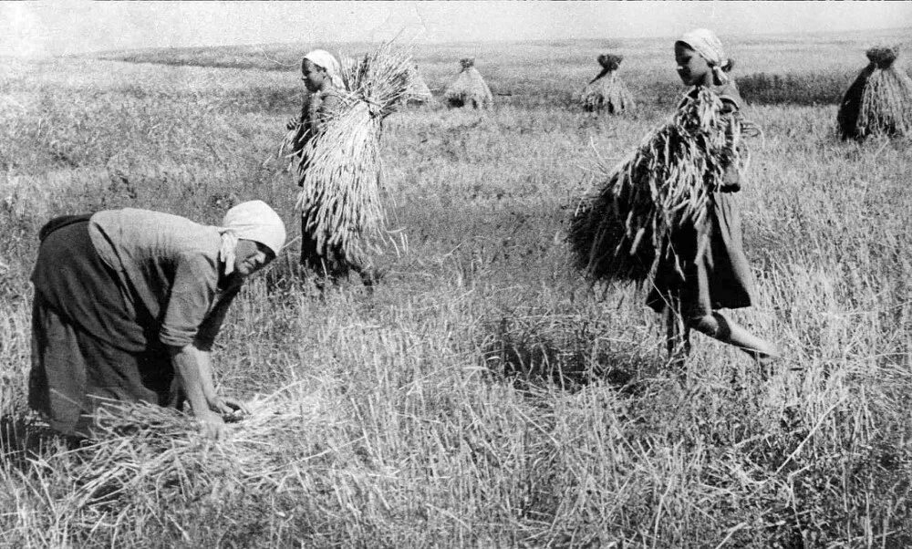 Стари ой. Уборка урожая в войну. уборка пшеницы в старину. поля в годы войны. уборка хлеба в колхозах.
