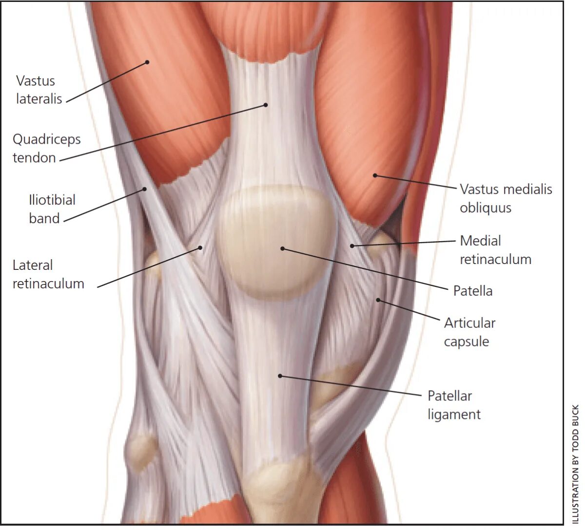 Сухожилие бедро задняя. Строение колена связки и мышцы и сухожилия. Мышцы и сухожилия коленного сустава. Мышцы коленного сустава анатомия. Коленный сустав анатомия связки надколенника.