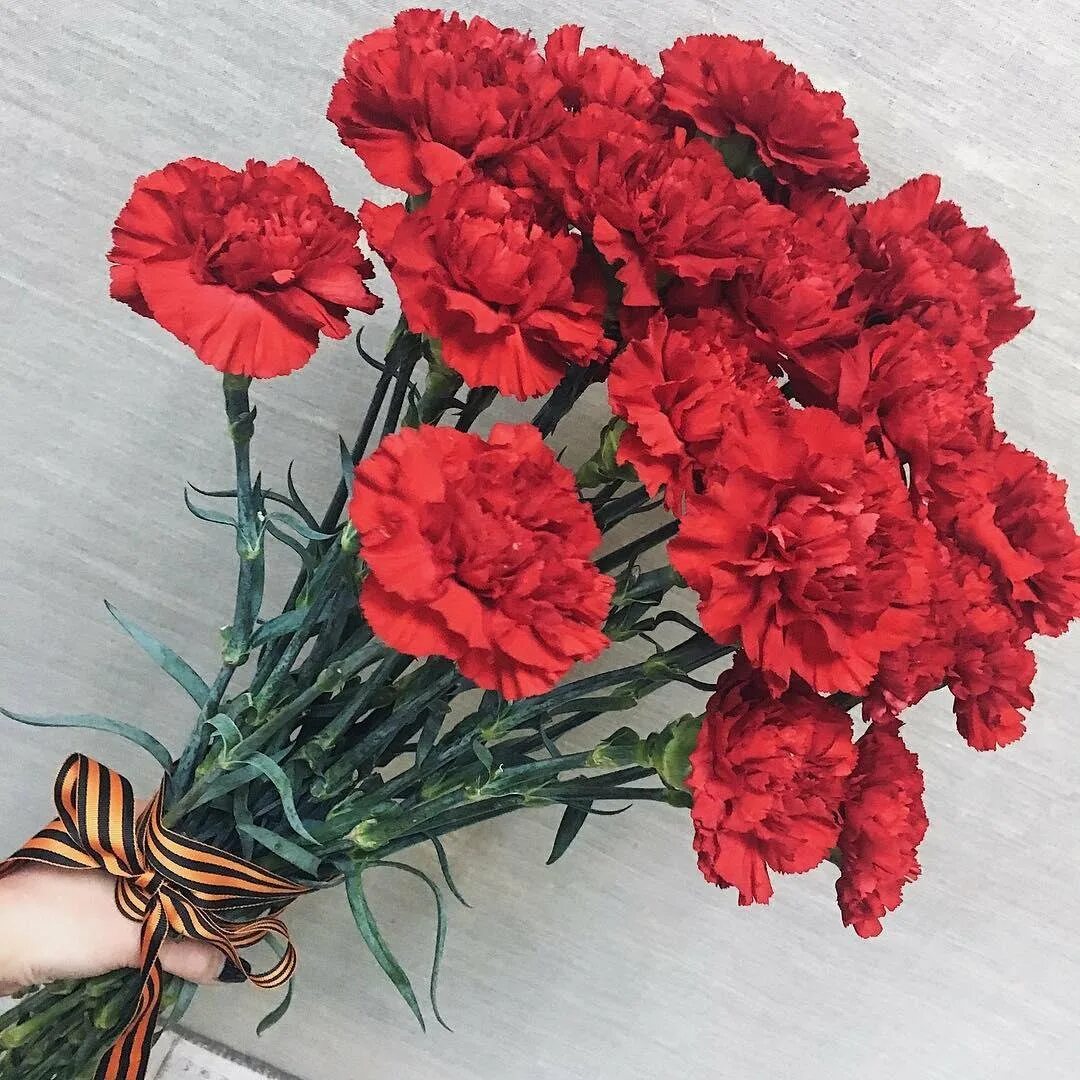 красные гвоздики. искусственные гвоздики. красные гвоздики в саду. 28 гвоздик. гвоздика шабо махровая.