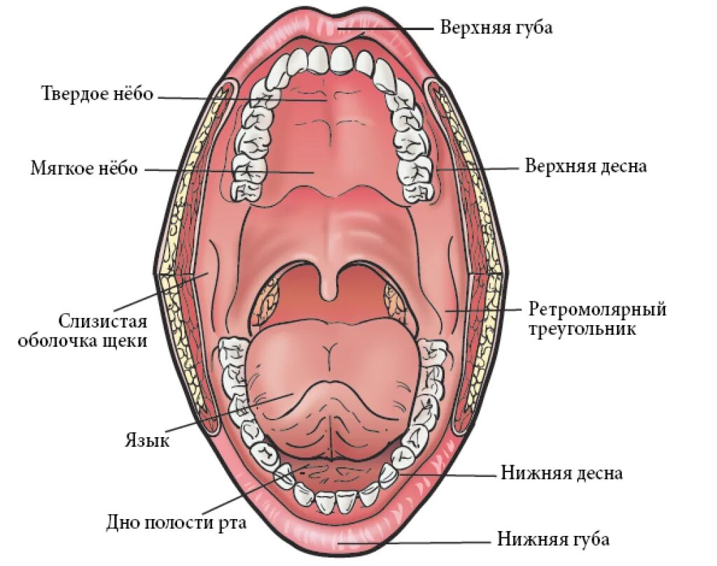 Ротовая полость твердое небо. Верхняя расширенная часть