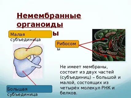 Какой органоид называют фабрикой белка