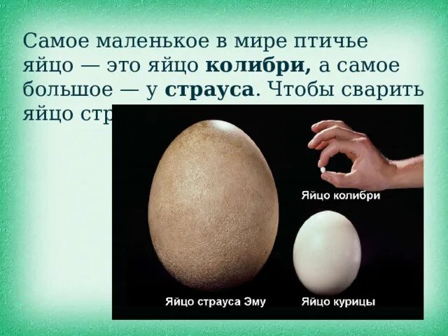 Яйца для презентации. Прочно ли куриное яйцо. Самое маленькое куриное яйцо. Яйцо Колибри и страуса.