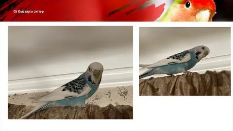 Анамның шұлығы