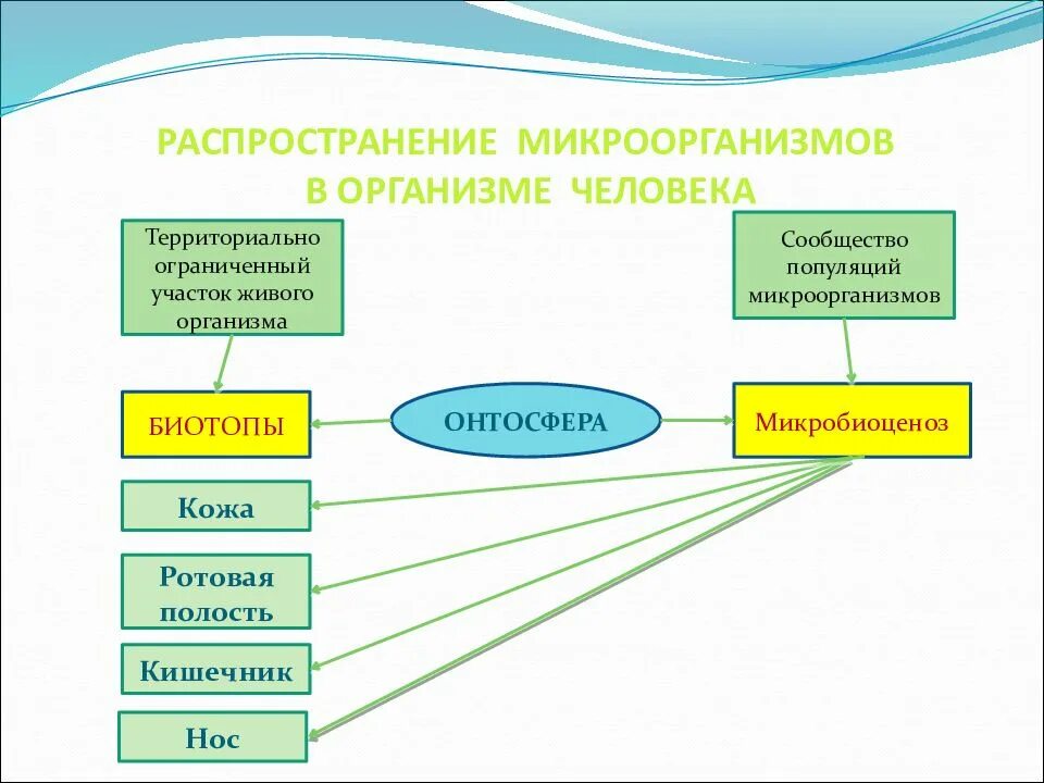 Распространение микроорганизмов в организме. Распространение микроорганизмов в природе. Распространение микробов в окружающей среде. Распространение и роль микробов в природе.