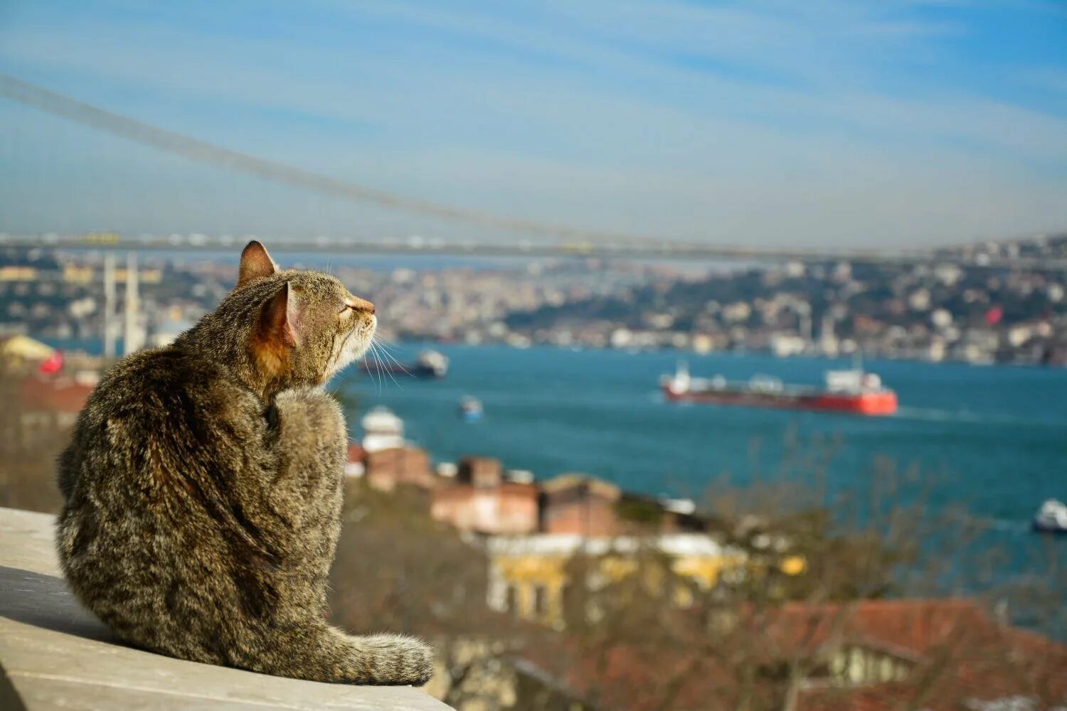 Turkey cats. Стамбул кошачий город. Стамбульские котики. Город кошек. Город кошек в Турции.