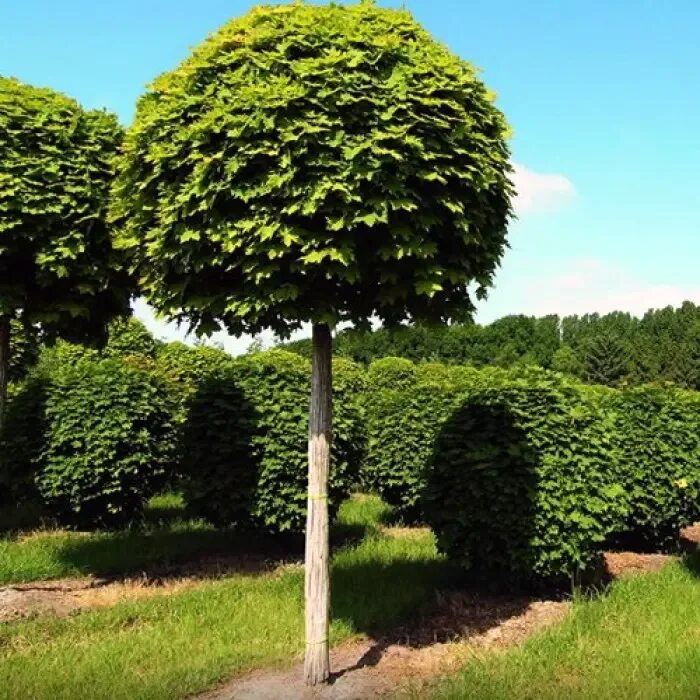 Плотная крона. Клен остролистный Глобозум. Клен остролистный globosum. Клен остролистный Глобозум крона. Клен остролистный на штамбе.