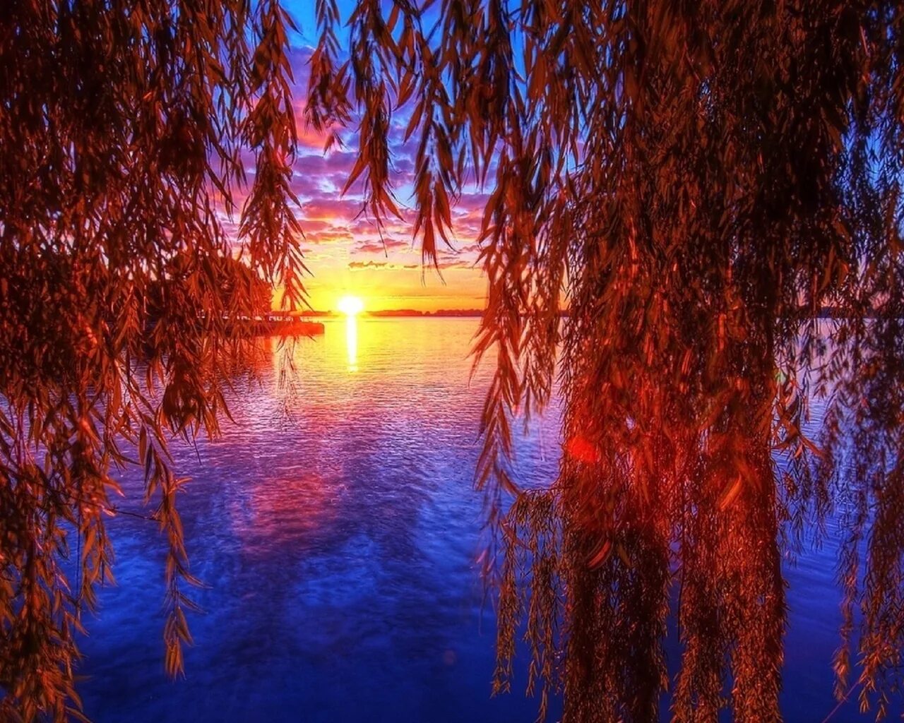 Отражение закатного солнца. Природа. ива на закате. природа вечер. отражение солнца в реке.