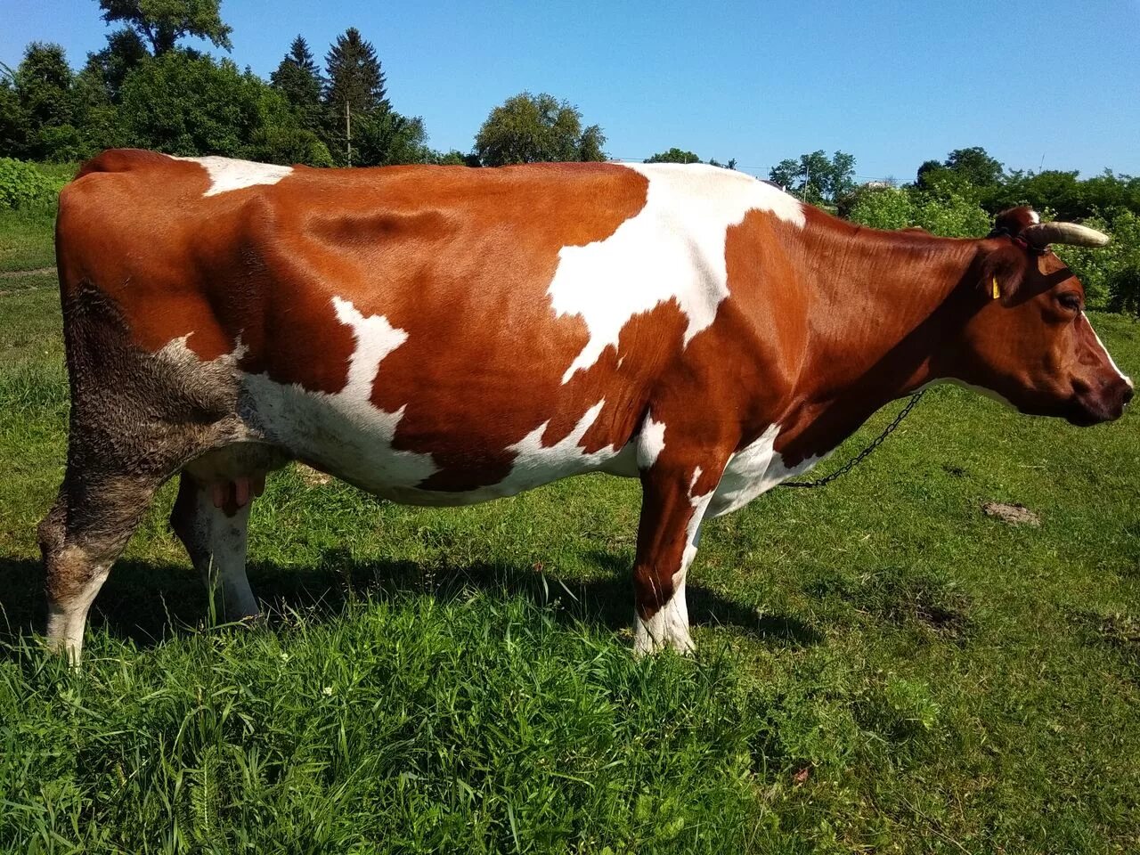 Стельная корова. Продается корова. Короа Ростовская область.