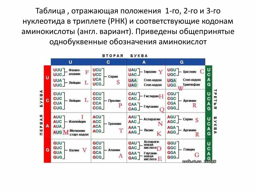 Таблица кодонов аминокислот. Таблица кодонов ДНК. Таблица РНК аминокислот. Таблица аминокислот и триплетов. Кодоны т рнк