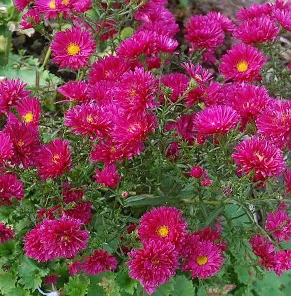 Aster Novi-Belgii Royal Ruby. Роял руби