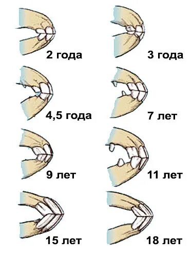 Зубы лошади возраст определить. Период беременности у лошадей. Категории упитанности лошадей таблица. Внутреннее и внешнее строение лошади. Таблица измерения веса лошадей.