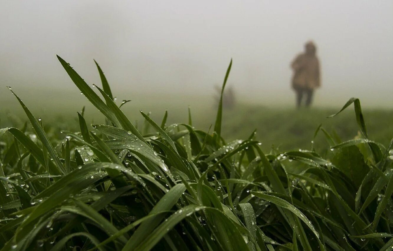 Трава омытая дождем. Высокая трава. Дождь на траве. Дождь на Поляне. Зелень под дождем.