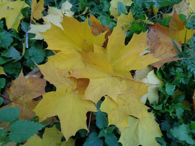 Картина желтые листья. Гора желтых листьев. Желтые листья треугольные. Астров листья жёлтые. Листья желтые кружатся оригинал