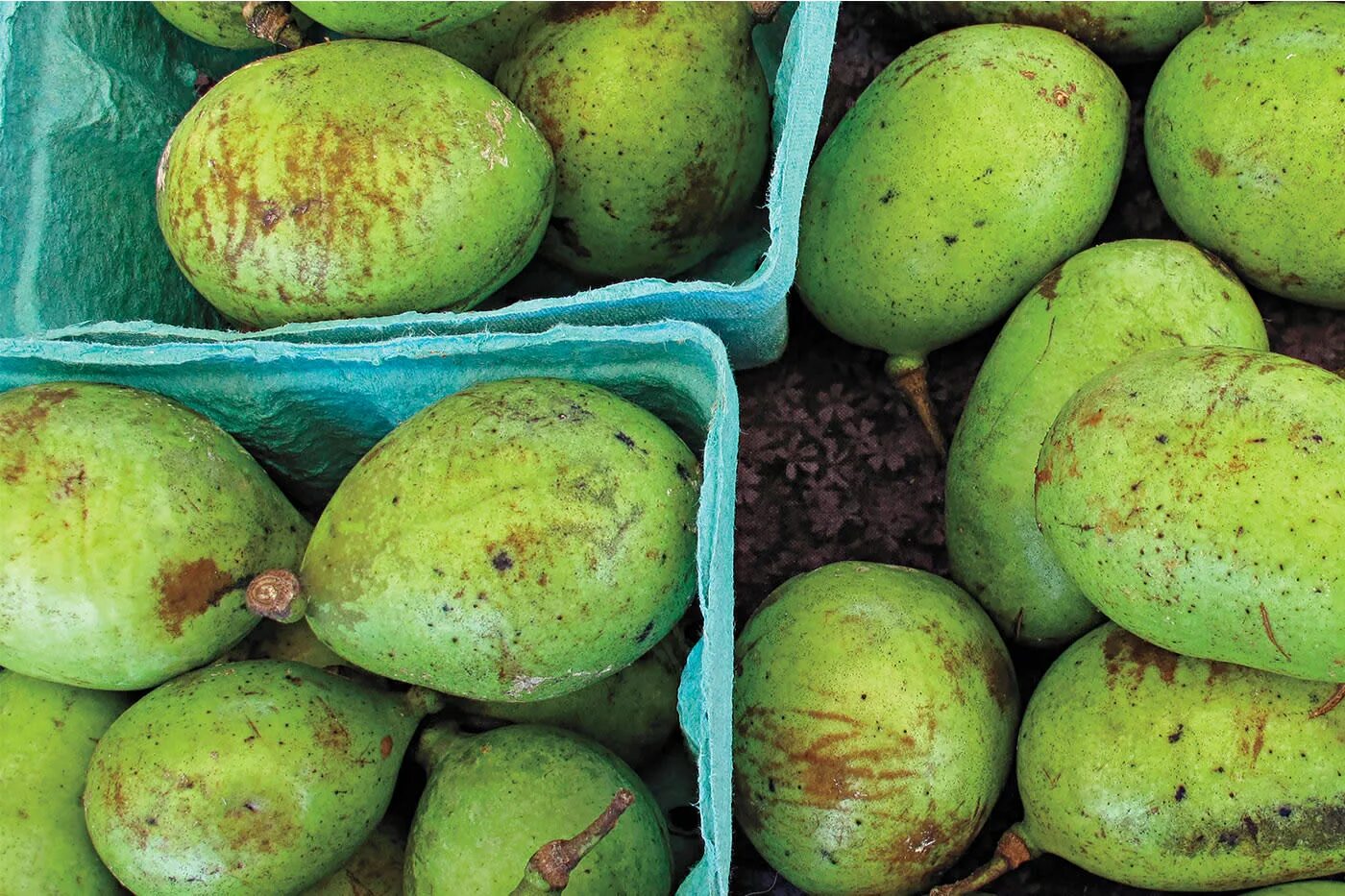 Азимина плоды. Paw paw fruit. Айва съедобная. Азимина банановое дерево. Саженцы хурмы.