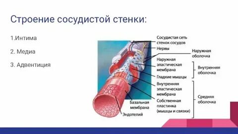 Какие ткани образуют сосуды