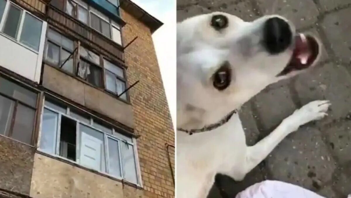 Собака на балконе теплый стан. Балкон для собаки. пёс на балконе. собачка на балконе. грязная собака на балконе.