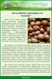 На сколько сажать картошку