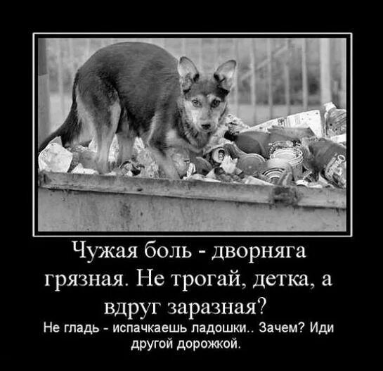 Не трогай не воняет. Бездомные животные демотиваторы. Чужая боль дворняга грязная стихи. Чужая боль дворняга грязная не трогай детка а вдруг заразная. Цитаты про дворняжек.