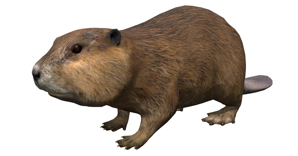 Мод на бобра. Beaver 3d. beaver 3d model. 3д модель бобра. beaver 3.