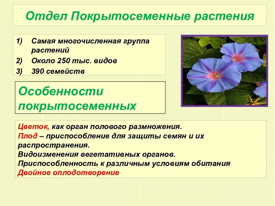 Отдел Покрытосеменные Однодольные и двудольные. Двудольные Покрытосеменные растения. Общее строение покрытосеменных растений. Признаки однодольных покрытосеменных растений.