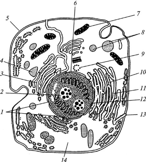 Клетки животного отделены друг от друга. Схема электронно микроскопического строения клетки. Электронно микроскопическое строение эукариотической клетки. Схема микроскопического строения животной клетки. Структура живой клетки.