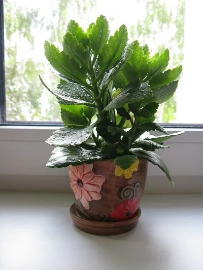 Какой горшок для каланхоэ. Растения «каланхоэ каландива. Каланхоэ в горшочке. Каланхоэ в вазоне. Каланхоэ каландива оранжевая.