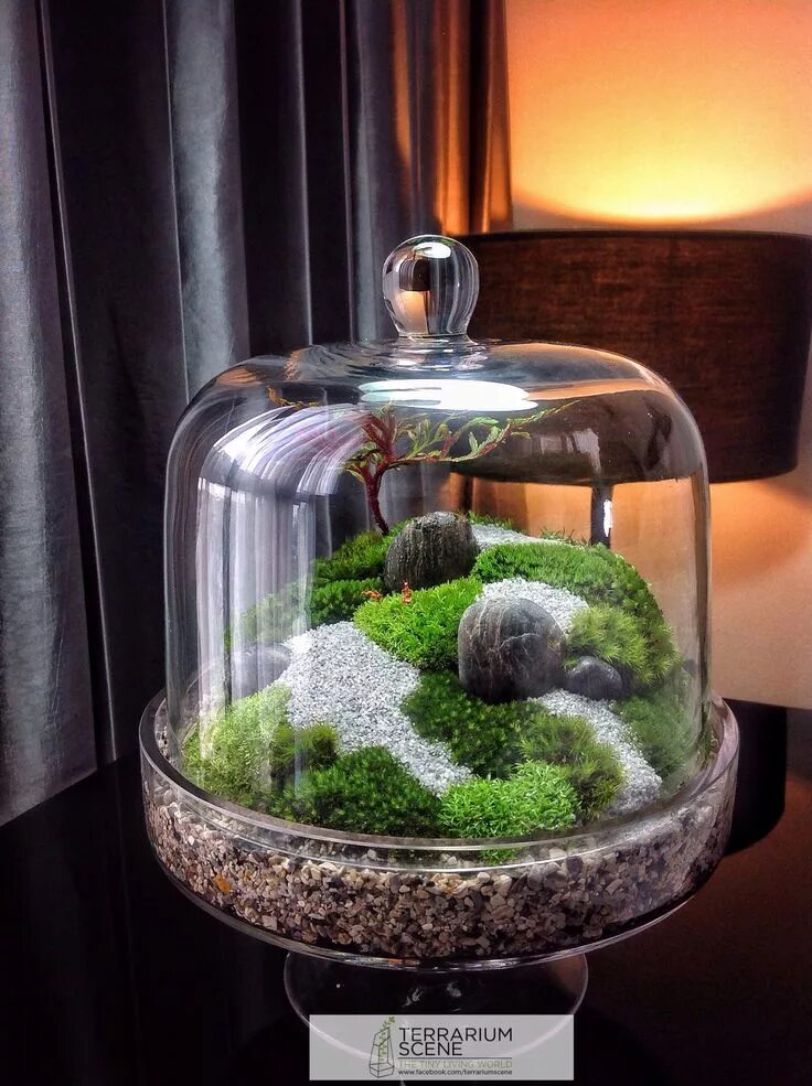 Что такое террариум. Солейролия флорариум. Флорариум со сфагнумом. Terrarium Moss террариумный мох. Клош флорариум Петит Жардин.