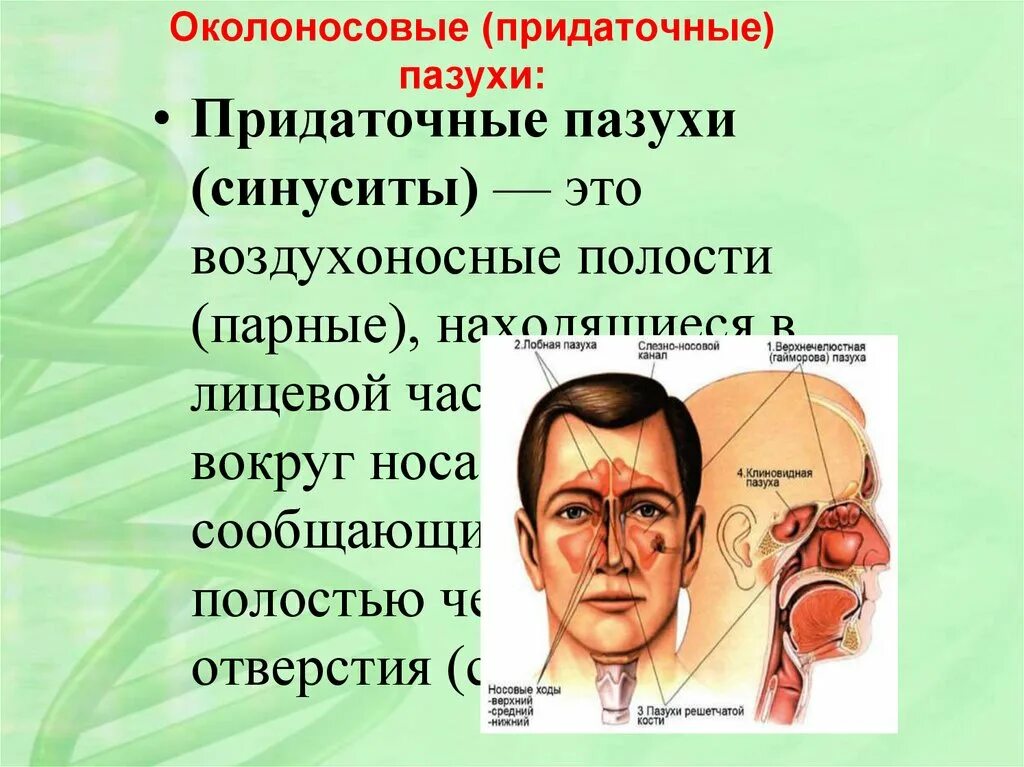 Болезни носа и придаточных. Околоносовые пазухи носа функции. Носовая полость околоносовые пазухи строение функции. Придаточные пазухи строение и функции. Придаточные пазухи носа строение.