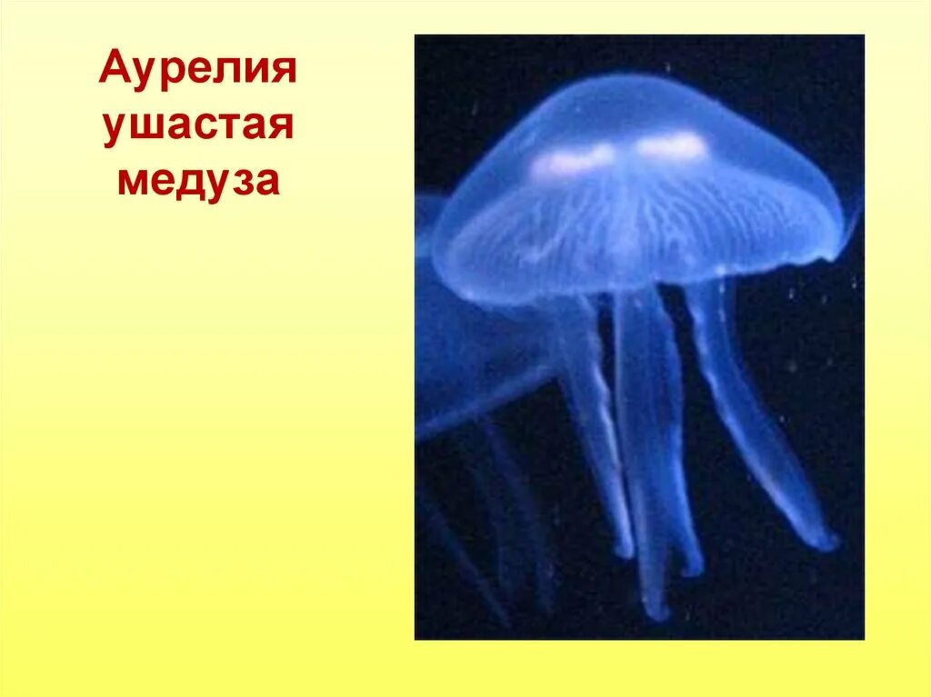 Симметрия тела гидроидных кишечнополостных