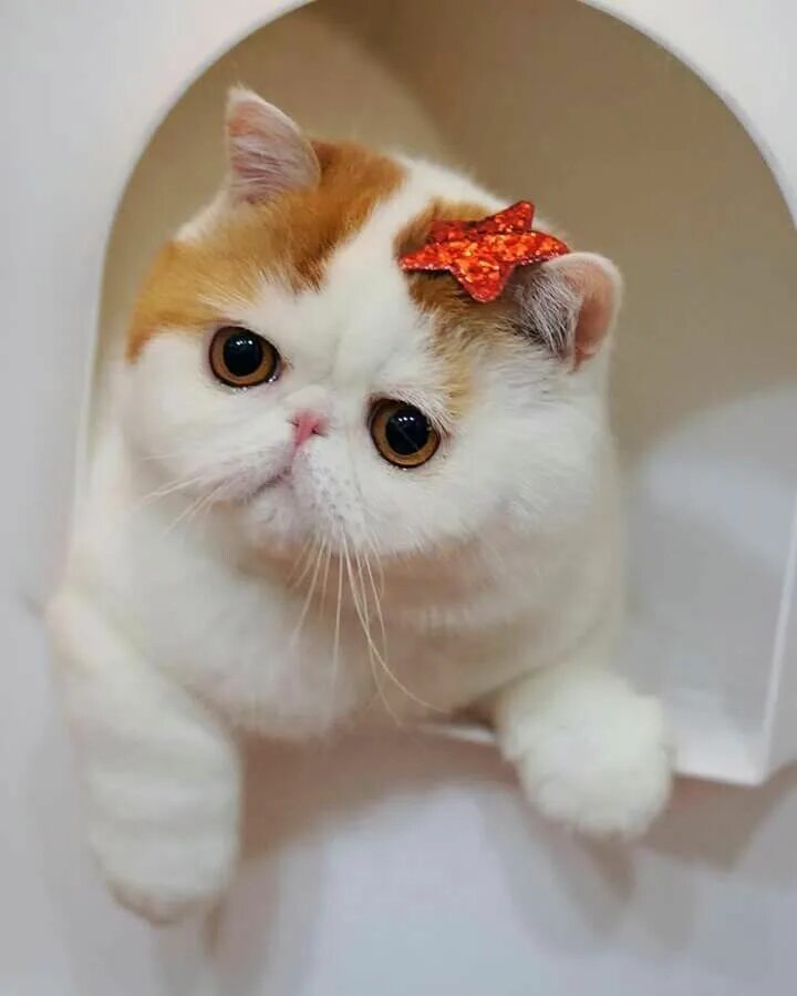 Exotic Shorthair Cat Breed Facts Personality Color #cutecats #cuteanimals #cutec